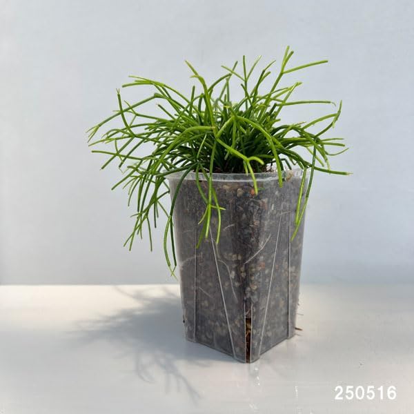 Amazon｜リプサリス：カスッサ 3.5号ネガミエル×ねこチップ植え